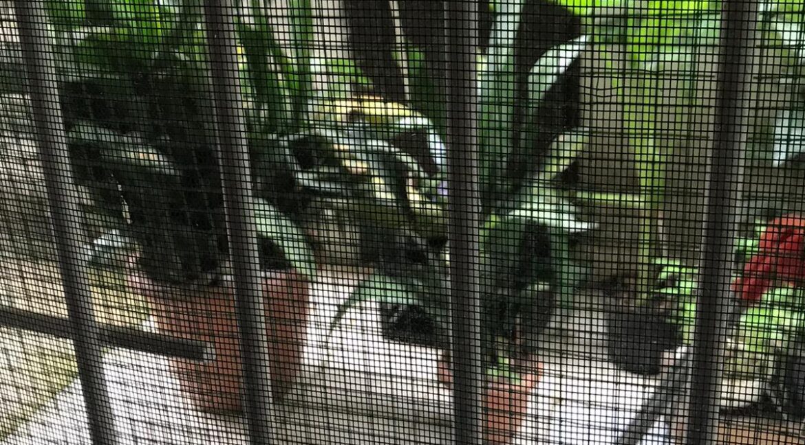 WhatsApp Image 2020-06-14 at 17.37.21 (1)